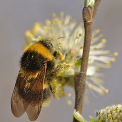 Bombus hortorum